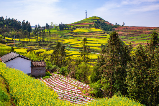 山丘油菜地