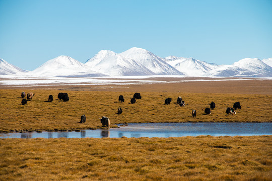 青藏线风景