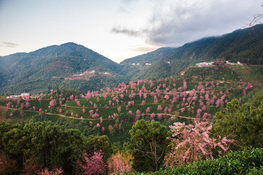 无量山樱花谷