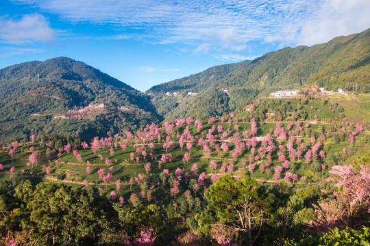 无量山樱花谷