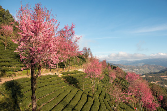 无量山樱花谷