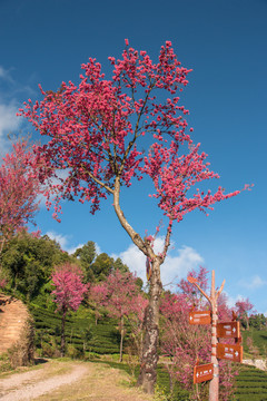 无量山樱花谷