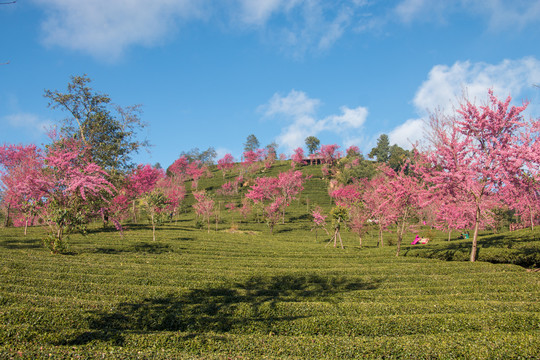 无量山樱花谷