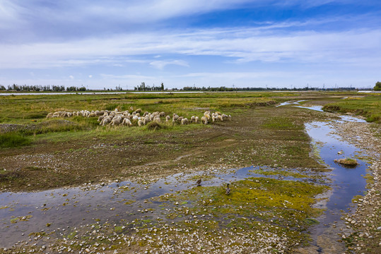 宽河沼泽绵羊吃草