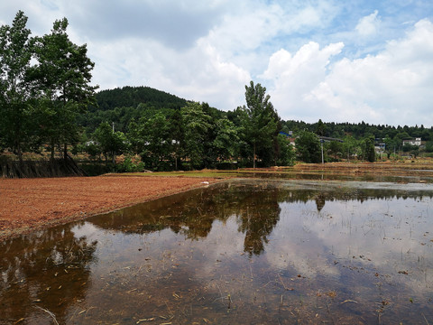 水田