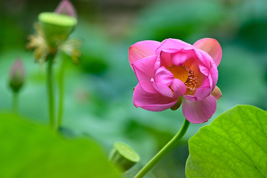 山东青州南阳河公园荷塘美景