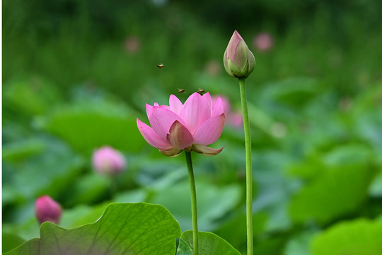 山东青州南阳河公园荷塘美景