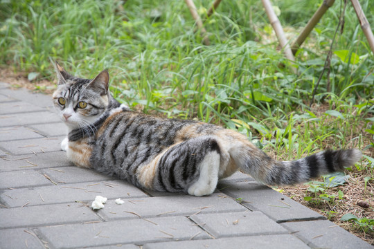 三花猫