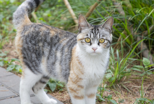 三花猫