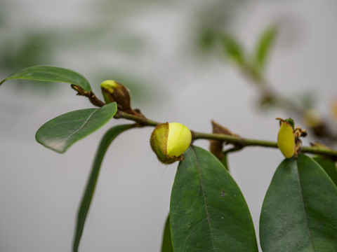 含笑花