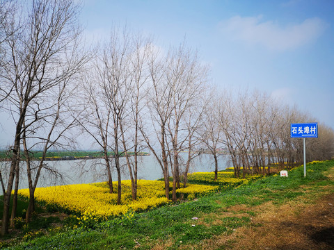 春天淮河岸边