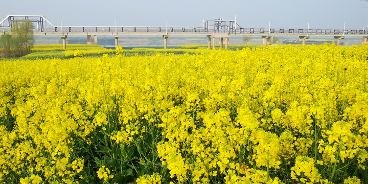 油菜花海