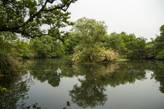 湿地风光