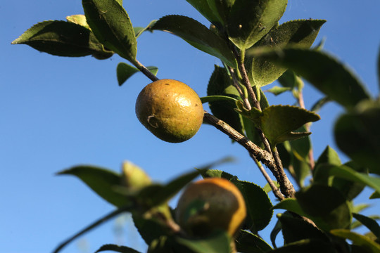 油茶果