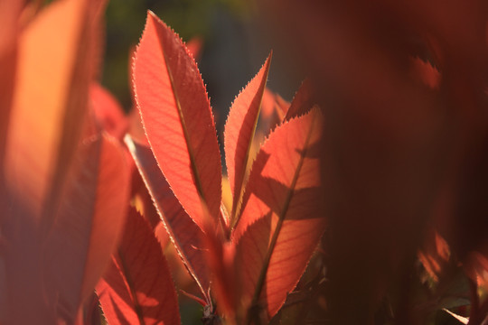 紅葉