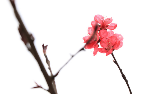 一枝梅花