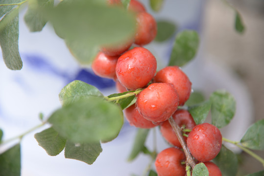 钙果高钙菜