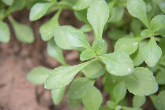 钙果高钙菜