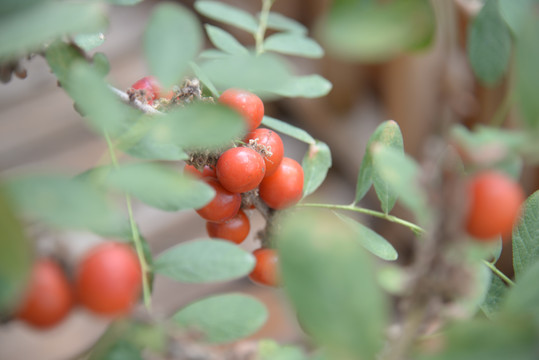 钙果高钙菜