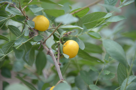 钙果高钙菜