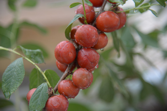 钙果高钙菜