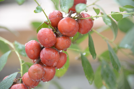 钙果高钙菜