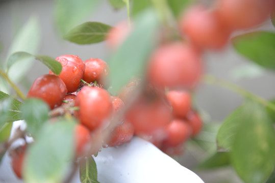 钙果高钙菜