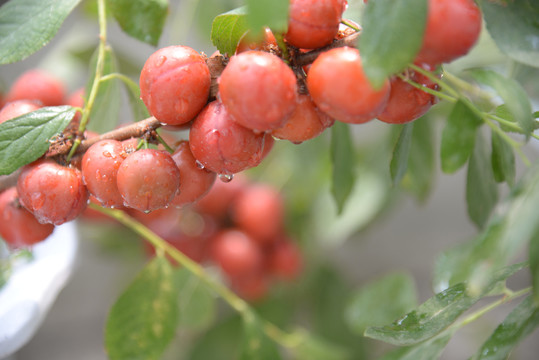 钙果高钙菜