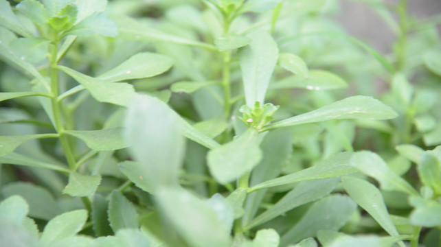 钙果高钙菜