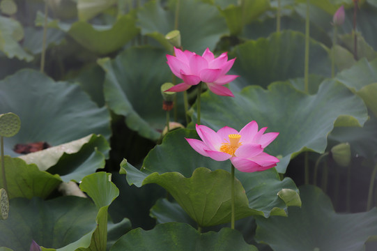 荷花