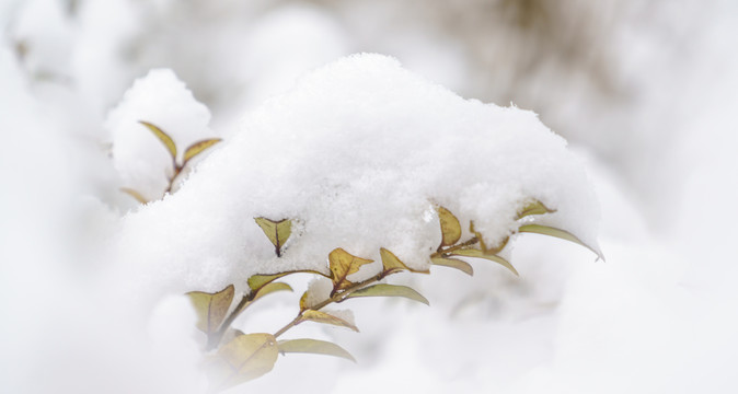 积雪雪花特写