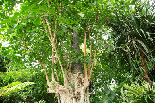 热带植物园里的菩提树