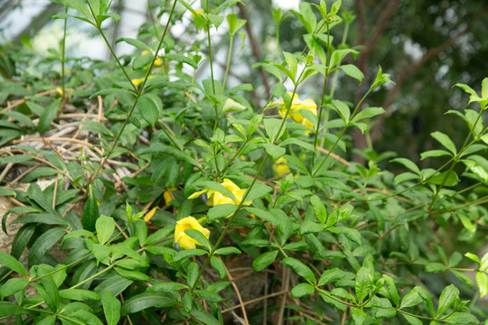 植物园里的软枝黄蝉