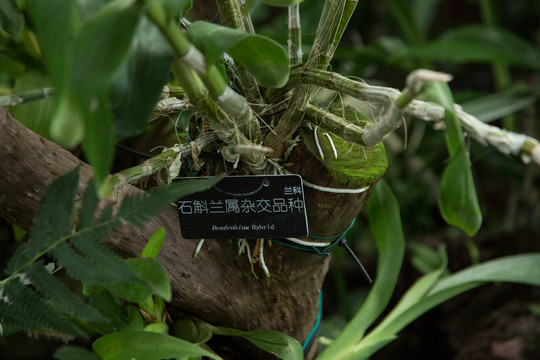 植物园里的石斛