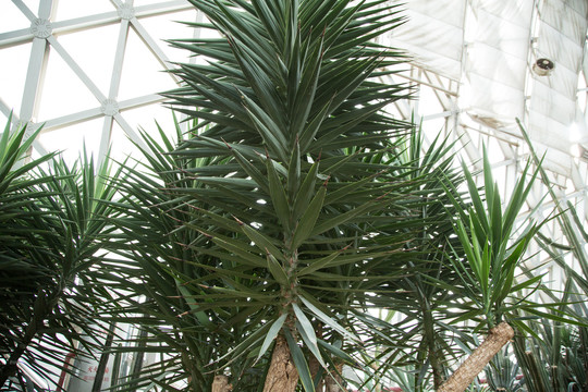 上海辰山植物园里的丝兰尾