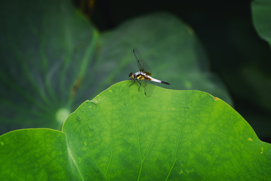 蜻蜓