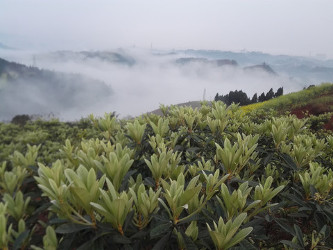 枇杷种植