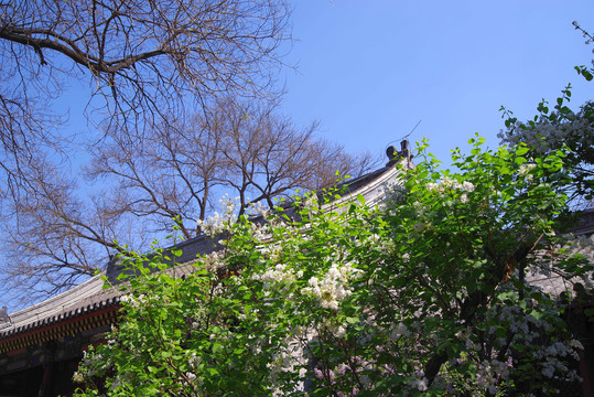 北京法源寺