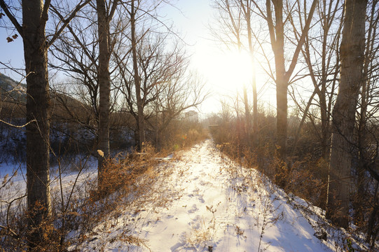 雪后森林小路