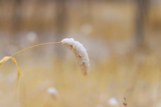 初冬狗尾草上面的雪