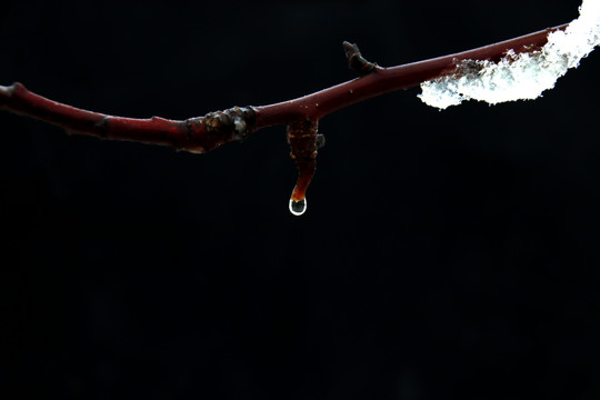 树枝上的雪在融化