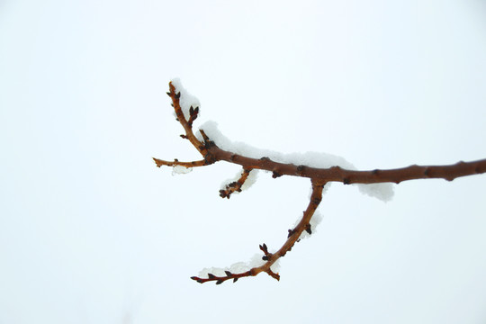 树枝上的雪白色背景