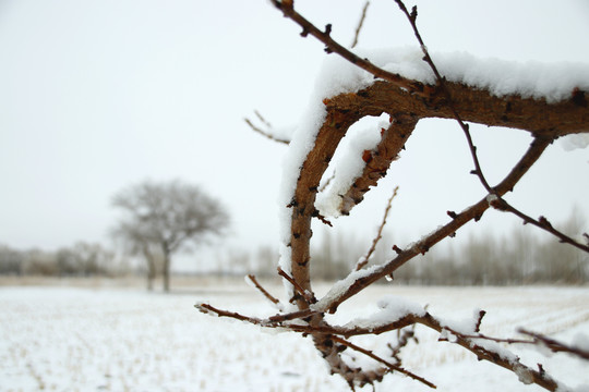 树枝上的雪白色背景