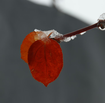 红色树叶上的积雪在融化