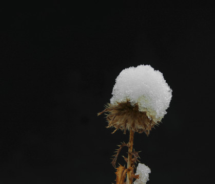 枯草上面的积雪