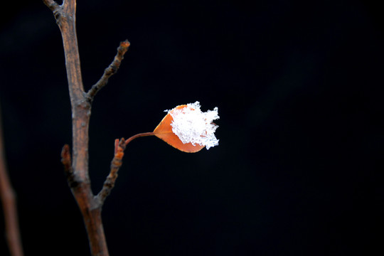 红色树叶上的积雪在融化