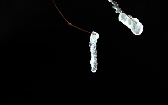 黑色背景树枝上的积雪在融化纹理