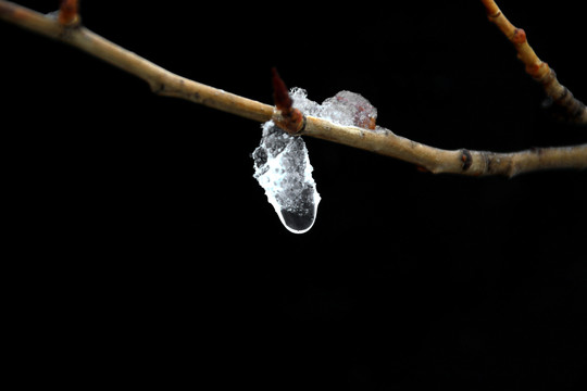 黑色背景树枝上的积雪在融化纹理