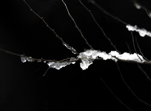 黑色背景树枝上的积雪在融化纹理