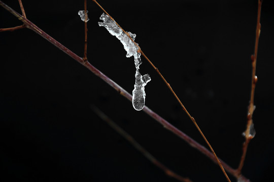 黑色背景树枝上的积雪在融化纹理